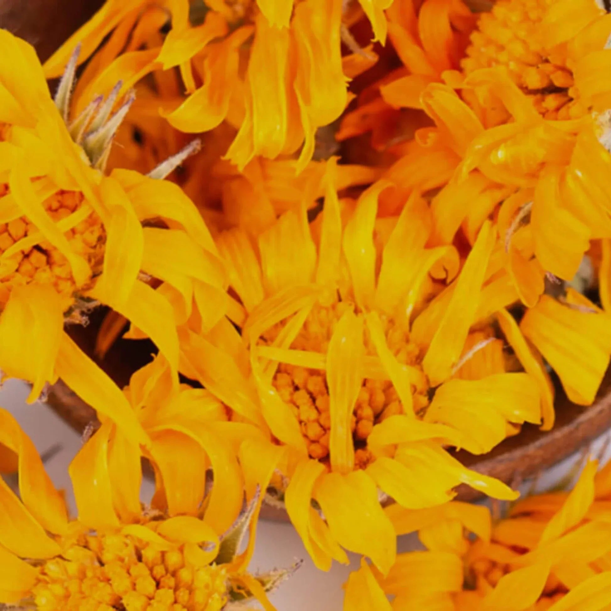 Huile de calendula BIO pressée à froid - Pour le corps et les cheveux 50 ml - SOWÉ