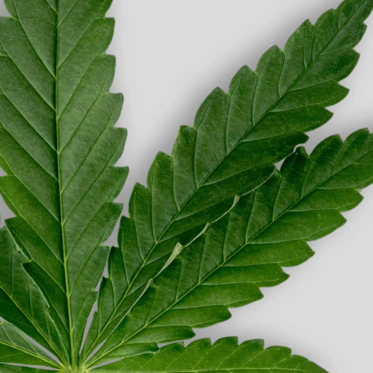 Huile de chanvre BIO pressée à froid - Pour le corps et les cheveux 50 ml - SOWÉ