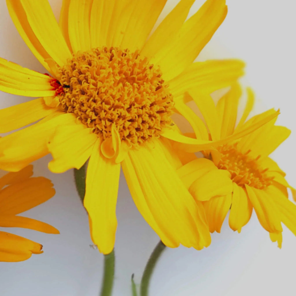 Huile d'arnica BIO pressé à froid - Tous type de peau / apaisant 50 ml - SOWÉ